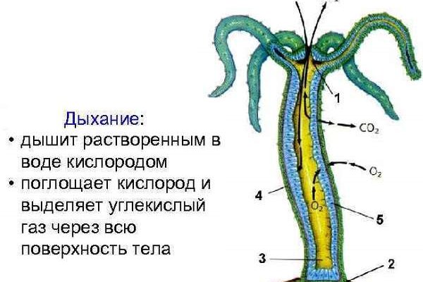 Как написать администрации даркнета кракен